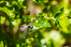 Leucorrhinia frigida