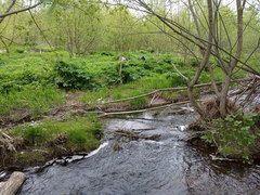 Heracleum sosnowskyi