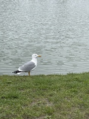 Larus michahellis