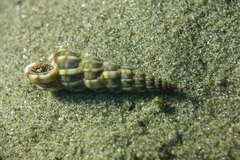 Epitonium turtonis