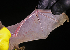 Taphozous perforatus