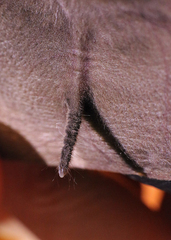 Taphozous perforatus