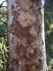 Lepidothamnus intermedius
