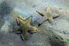 Astropecten jonstoni