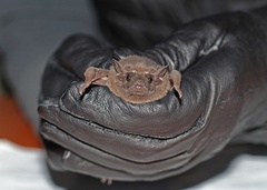 Taphozous perforatus