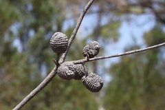 Allocasuarina inophloia