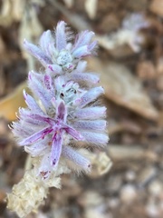 Ptilotus sessilifolius