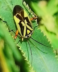 Brachycoleus decolor