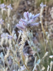 Ptilotus sessilifolius
