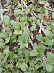 Impatiens glandulifera