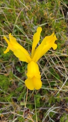 Iris xiphium lusitanica