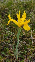 Iris xiphium lusitanica