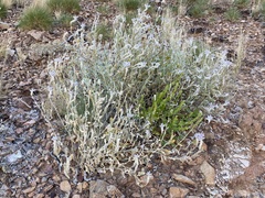 Ptilotus sessilifolius