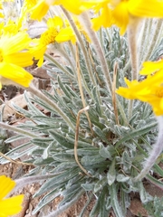 Hymenoxys brandegeei