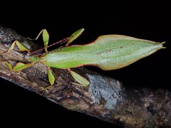 Phyllium bradleri