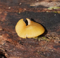 Pluteus hubregtseorum