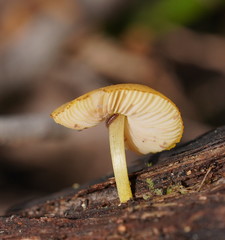 Pluteus hubregtseorum