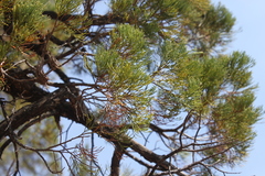 Allocasuarina inophloia