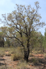 Allocasuarina inophloia