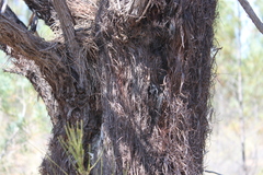 Allocasuarina inophloia