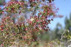Calytrix longiflora