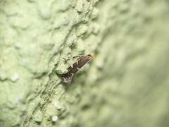 Callisto denticulella