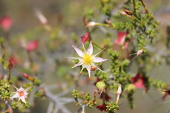 Calytrix longiflora