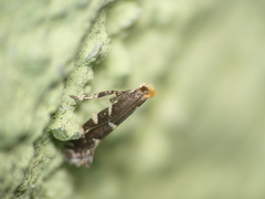 Callisto denticulella