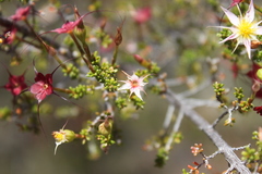Calytrix longiflora