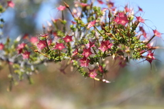 Calytrix longiflora