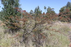 Calytrix longiflora