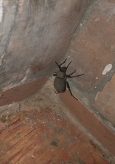 Trachyderma maroccana