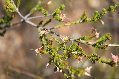 Calytrix longiflora