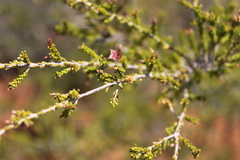 Calytrix longiflora