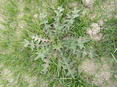 Cirsium vulgare