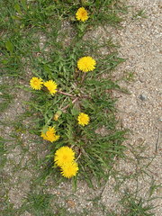 Taraxacum officinale