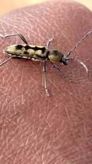 Chlorophorus annularis