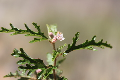 Androcalva pedleyi