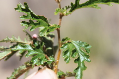 Androcalva pedleyi