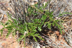 Androcalva pedleyi