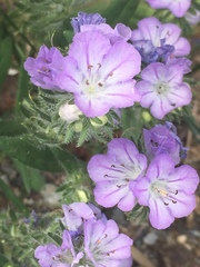Phacelia linearis
