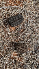 Allocasuarina decaisneana