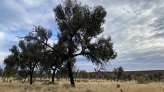 Allocasuarina decaisneana