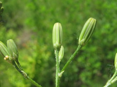 Crepis pulchra