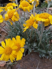 Hymenoxys brandegeei