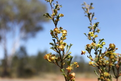 Dodonaea peduncularis