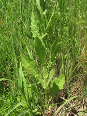 Crepis pulchra