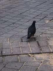 Columba livia domestica