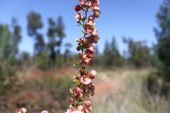 Dodonaea peduncularis