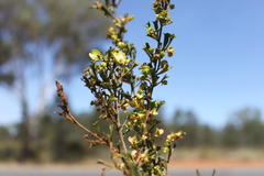 Dodonaea peduncularis